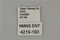 藍灰蝶沖繩亞種藏品圖，第3張