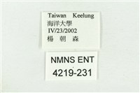 達邦波眼蝶藏品圖，第3張