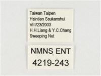小紋青斑蝶藏品圖，第3張