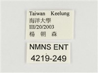 串珠環蝶藏品圖，第3張