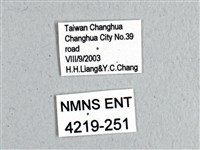 翠斑青鳳蝶藏品圖，第3張