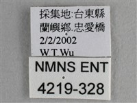 尖翅尖粉蝶藏品圖，第3張