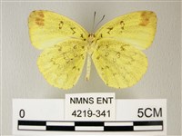 荷氏黃蝶藏品圖，第2張