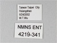 荷氏黃蝶藏品圖，第3張