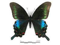 翠鳳蝶蘭嶼亞種藏品圖，第1張