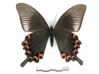 翠鳳蝶蘭嶼亞種藏品圖，第2張