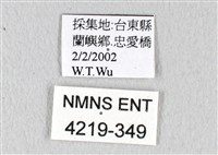 翠鳳蝶蘭嶼亞種藏品圖，第3張