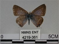 豆波灰蝶藏品圖，第1張