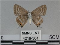 豆波灰蝶藏品圖，第2張