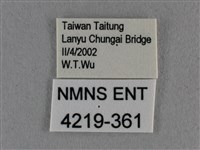 豆波灰蝶藏品圖，第3張