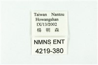 白雀斑灰蝶藏品圖，第3張