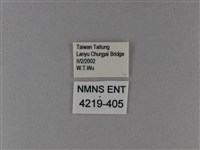 大白斑蝶藏品圖，第3張
