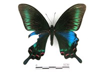 翠鳳蝶蘭嶼亞種藏品圖，第1張