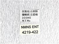 翠鳳蝶蘭嶼亞種藏品圖，第3張