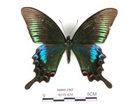 翠鳳蝶蘭嶼亞種藏品圖，第1張