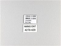 翠鳳蝶蘭嶼亞種藏品圖，第3張