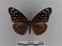 異紋紫斑蝶藏品圖，第1張