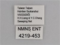 異紋紫斑蝶藏品圖，第3張
