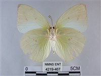 遷粉蝶、淡黃蝶藏品圖，第2張