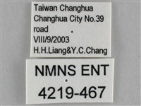 遷粉蝶、淡黃蝶藏品圖，第3張