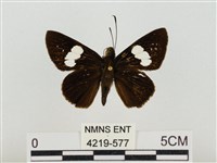 連紋袖弄蝶菲律賓亞種藏品圖，第1張