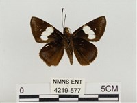 連紋袖弄蝶菲律賓亞種藏品圖，第2張