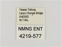 連紋袖弄蝶菲律賓亞種藏品圖，第3張