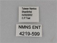 臺灣絹蛺蝶藏品圖，第3張