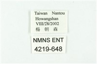 白雀斑灰蝶藏品圖，第3張