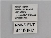異紋紫斑蝶藏品圖，第3張