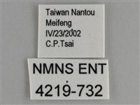 大幽眼蝶藏品圖，第3張