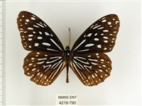小紋青斑蝶藏品圖，第1張