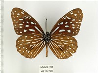 小紋青斑蝶藏品圖，第2張