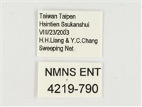 小紋青斑蝶藏品圖，第3張