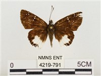 熱帶白裙弄蝶藏品圖，第1張