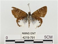 熱帶白裙弄蝶藏品圖，第2張