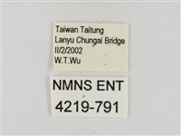 熱帶白裙弄蝶藏品圖，第3張