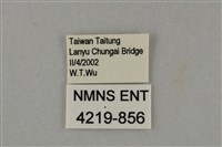 藍灰蝶沖繩亞種藏品圖，第3張