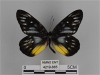 豔粉蝶藏品圖，第1張