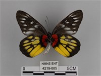 豔粉蝶藏品圖，第2張