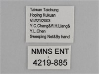 豔粉蝶藏品圖，第3張