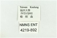 達邦波眼蝶藏品圖，第3張