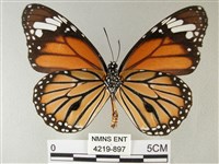 黑脈樺斑蝶藏品圖，第2張