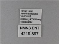 黑脈樺斑蝶藏品圖，第3張