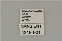 藍灰蝶沖繩亞種藏品圖，第3張