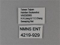 異紋帶蛺蝶藏品圖，第3張