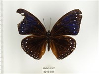 端紫幻蛺蝶藏品圖，第1張