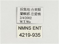 端紫幻蛺蝶藏品圖，第3張