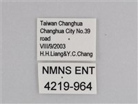 樺斑蝶藏品圖，第3張