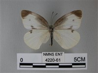 白粉蝶、紋白蝶藏品圖，第1張